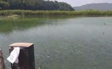  水產養殖水質檢測標準，這五個方面讓水質恢復清新